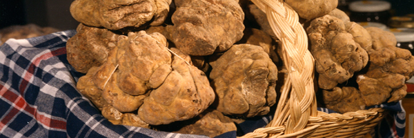 caccia-al-tartufo